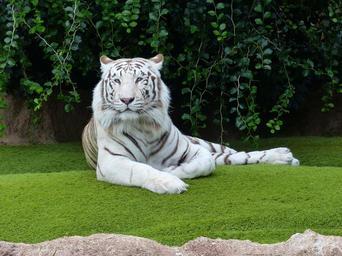 Tiger.jpg