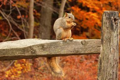 squirrel.jpg